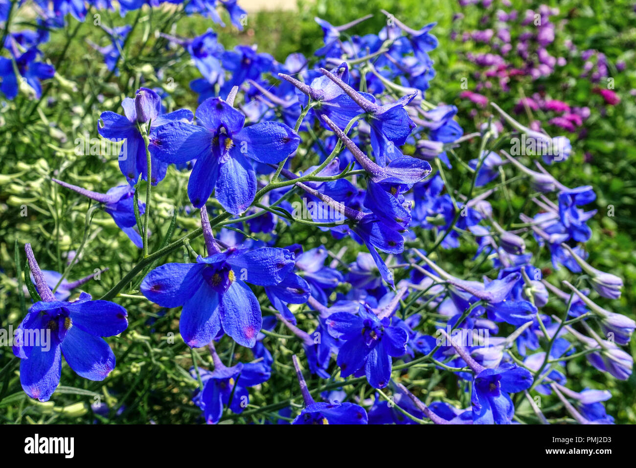 Cinese Delphinium, blu Delphinium grandiflorum 'Blu Gentian', giardino fiori bordo Foto Stock