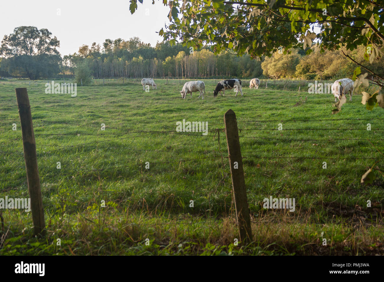 Le mucche pascolano in un prato rigoglioso durante l ora d'oro. Foto Stock