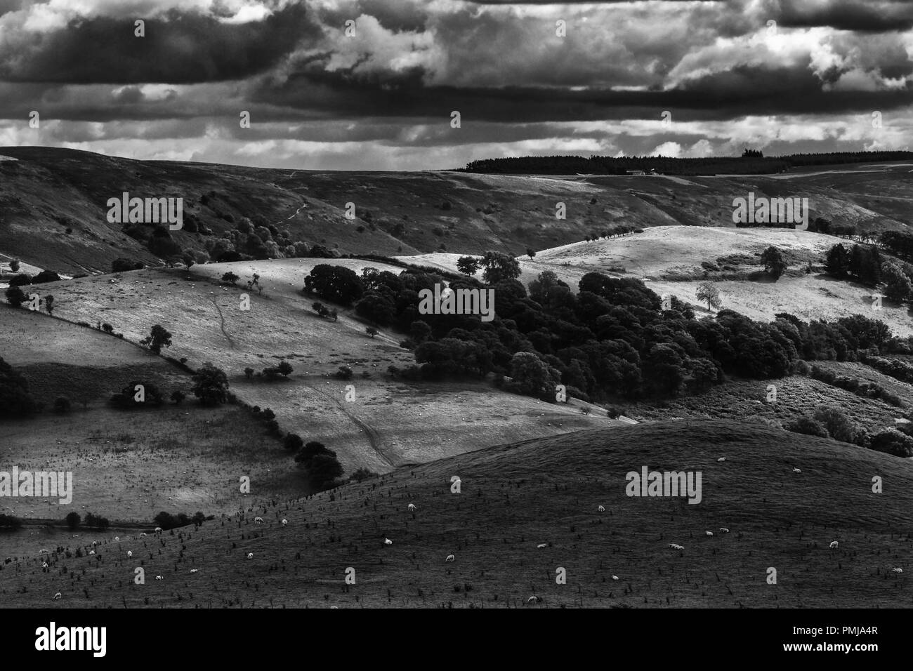 Pecore al pascolo sulle pendici della Scenic verdi campi in Shropshire Hills, Regno Unito. Bianco e nero modifica Foto Stock