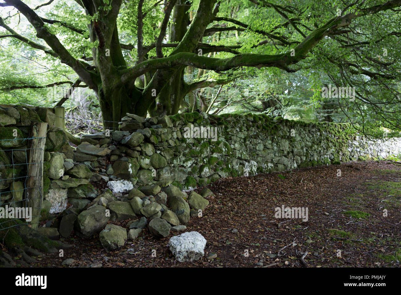 Un paesaggio di pietre cadute di massi e formando un confine nella faggeta, il 13 settembre 2018, a Dolgellau, Gwynedd, Galles. Foto Stock