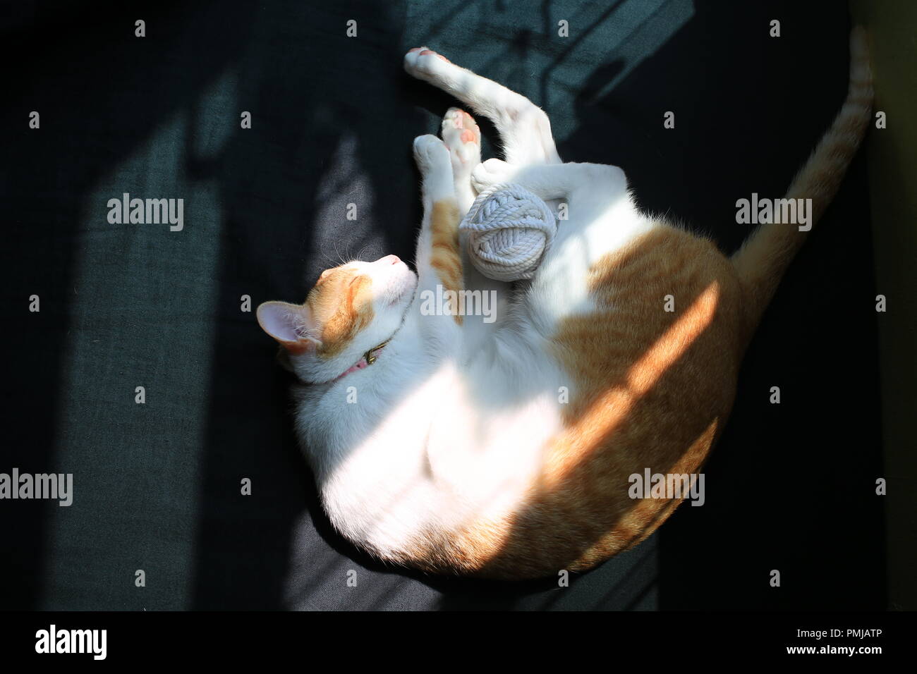 Cat lo zenzero dopo la riproduzione Foto Stock