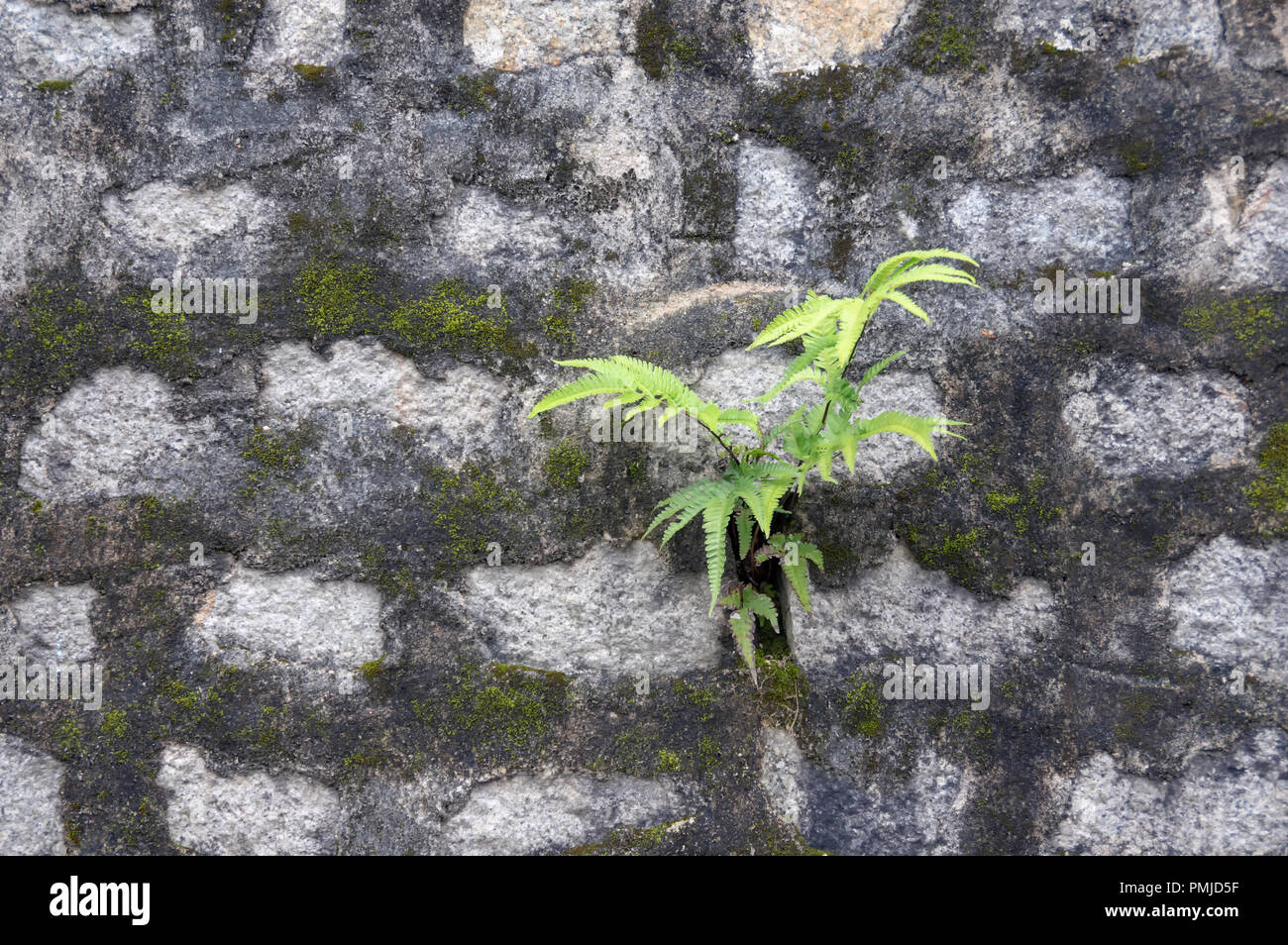 Impianto di felce con sfondo blu cielo o pineta Foto Stock