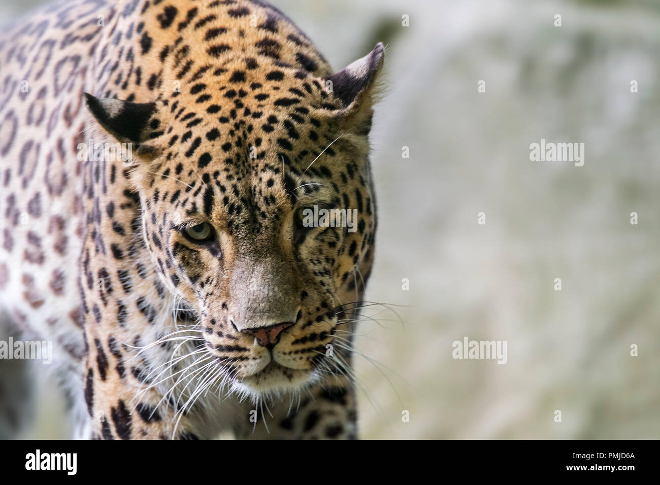 Close up ritratto di leopardo persiano (Panthera pardus tulliana / Panthera pardus ciscaucasica / Panthera pardus saxicolor) nativa per Foto Stock
