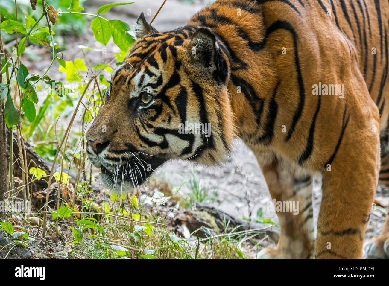 La tigre di Sumatra / Sunda isola tiger (Panthera tigris sondaica / Panthera tigris sumatrae) nativi di Sumatra, Indonesia Foto Stock