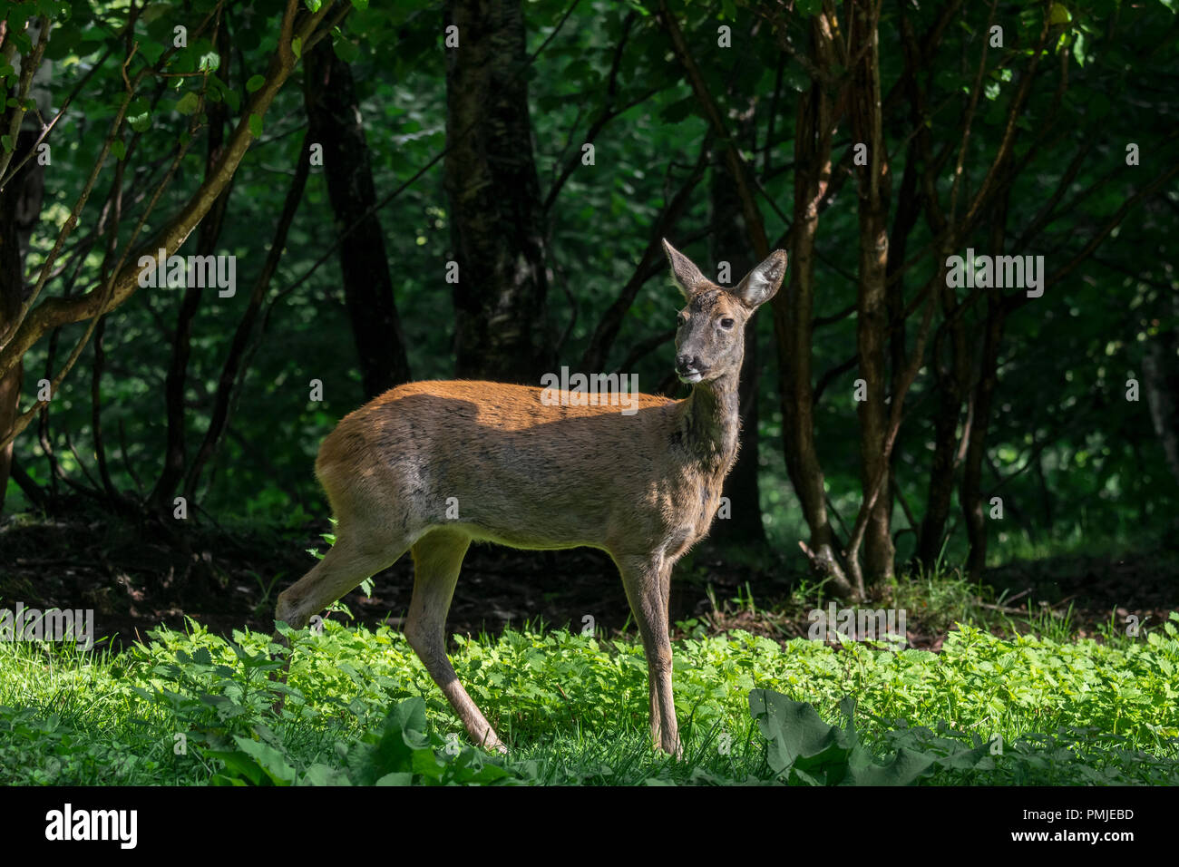 Unione il capriolo (Capreolus capreolus) femmina / femmina del cervo nascosti nel sottobosco / canneto / sottobosco di foresta in estate Foto Stock