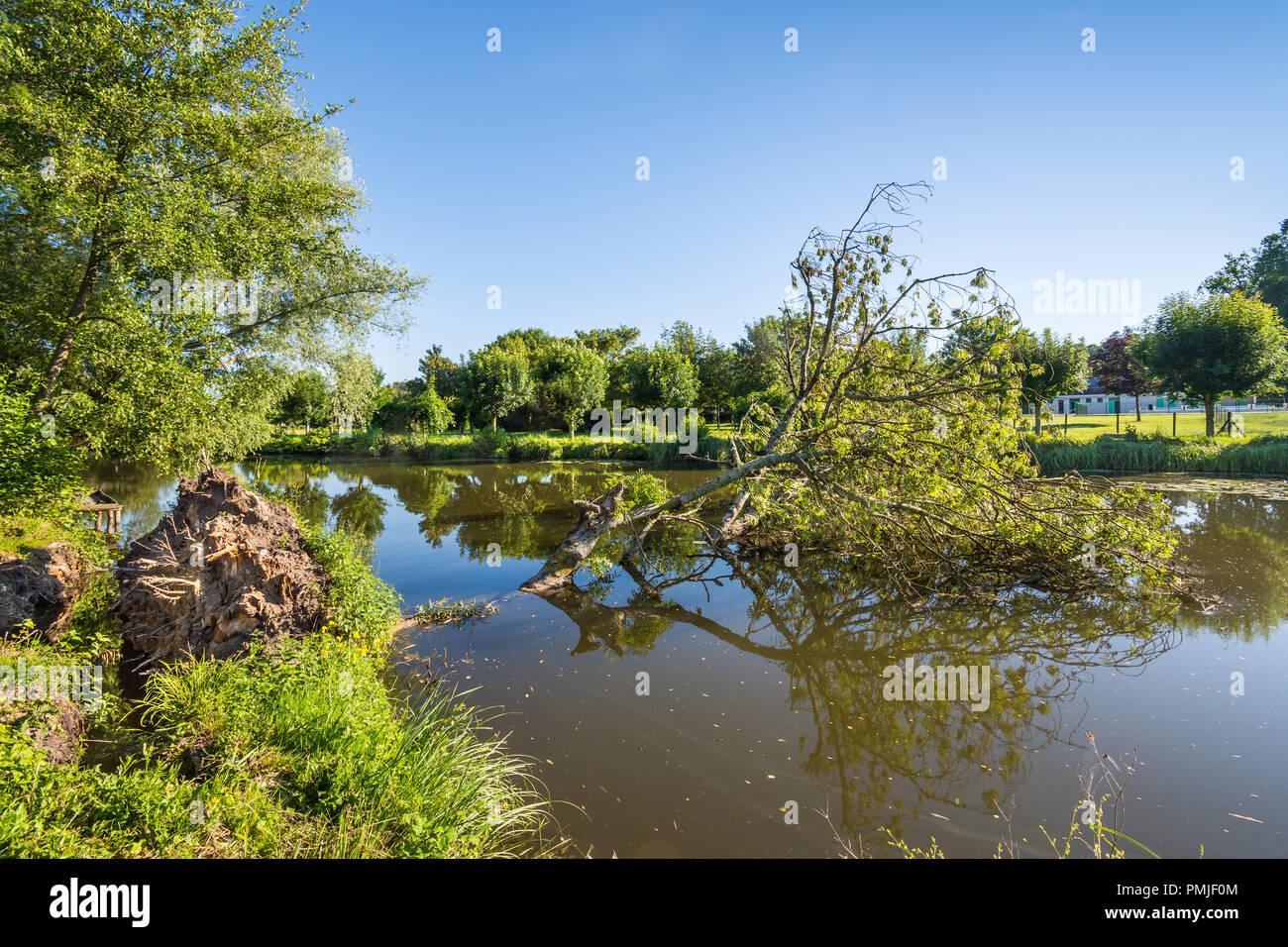 Banca di fiume erosione risultante in frassino cadere nel fiume - Francia. Foto Stock