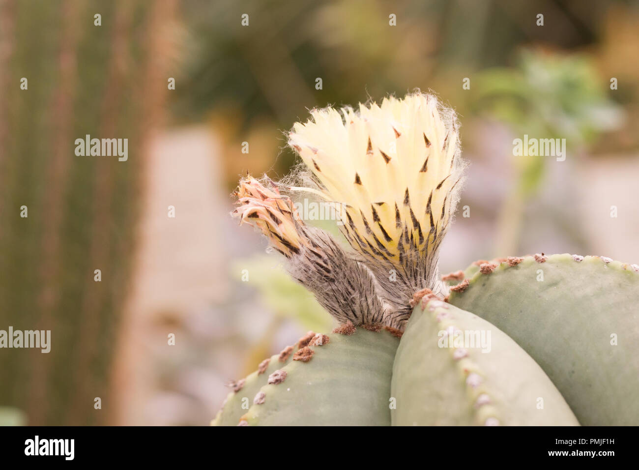 Close up sul fiore di Astrophytum myriostigma, chiamato anche Vescovo cappuccio del cactus, vescovo la mitra di cactus o vescovo il cappello, un cactus di smidollati Foto Stock