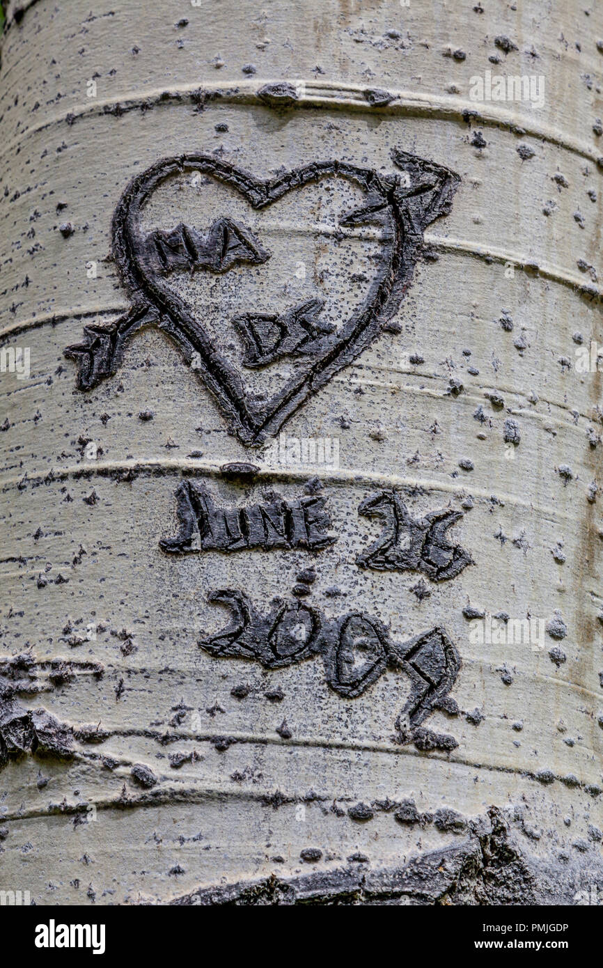Graffiti su Aspen alberi nelle Montagne Rocciose vicino a Durango, Colorado, STATI UNITI D'AMERICA Foto Stock