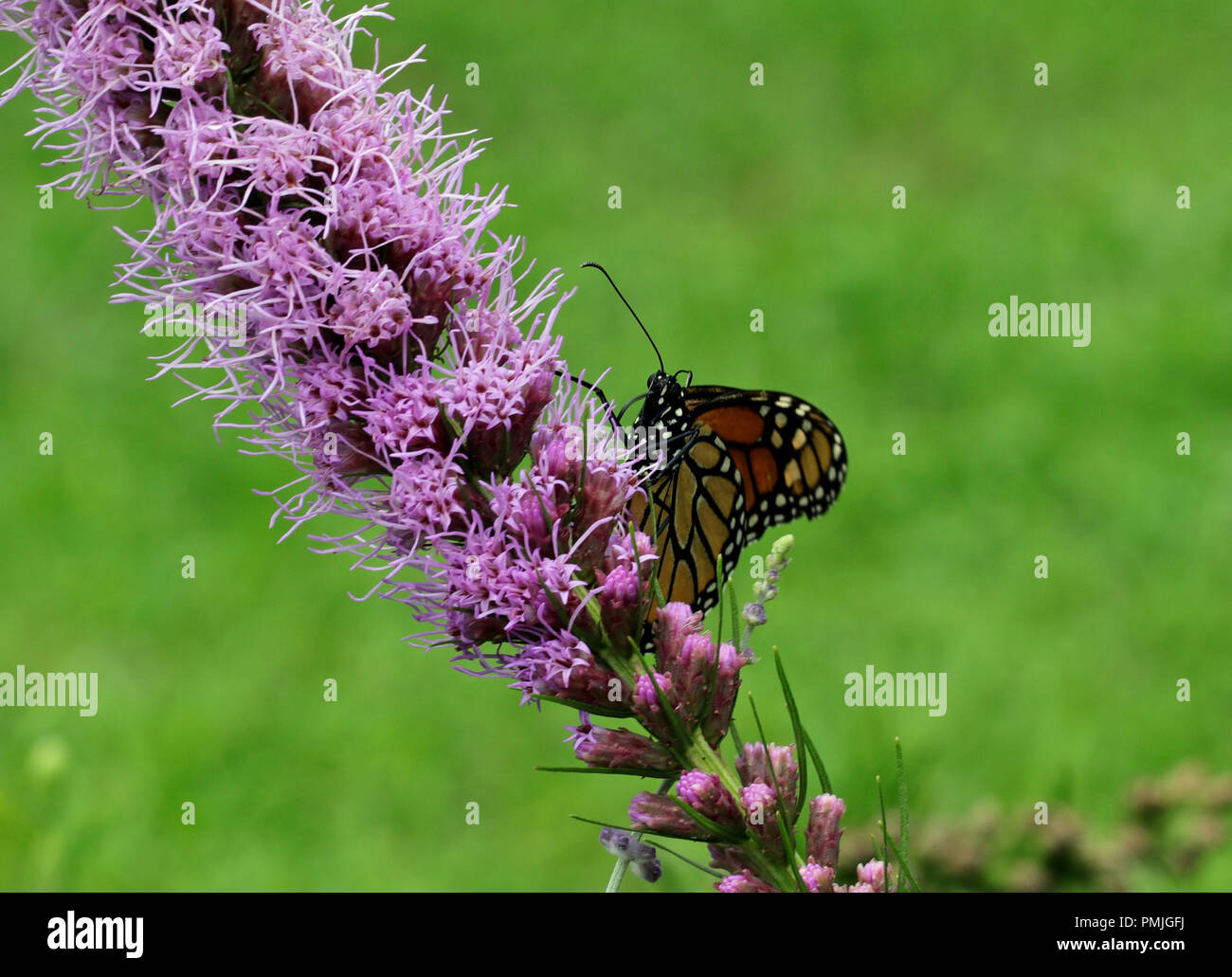 Una farfalla monarca (Danaus plexippus), noto anche come il milkweed butterfly, alimentando in un giardino su blazing star (Liatris spicata) Foto Stock