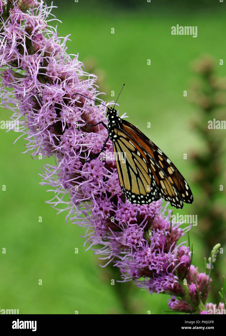 Una farfalla monarca (Danaus plexippus), noto anche come il milkweed butterfly, alimentando in un giardino su blazing star (Liatris spicata) Foto Stock