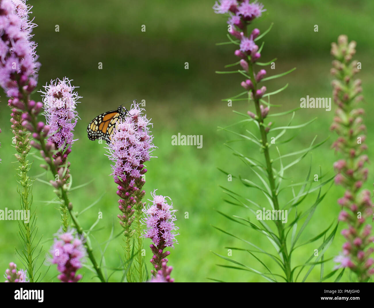 Una farfalla monarca (Danaus plexippus), noto anche come il milkweed butterfly, alimentando in un giardino su blazing star (Liatris spicata) Foto Stock
