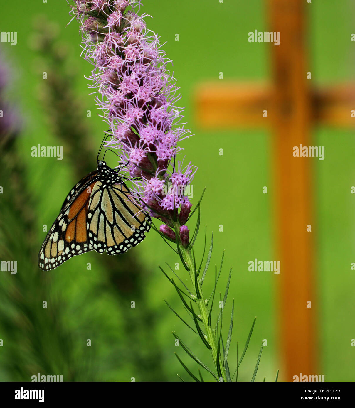 Una farfalla monarca (Danaus plexippus), noto anche come il milkweed butterfly, alimentando in una Nuova Inghilterra giardino su blazing star (Liatris spicata) Foto Stock