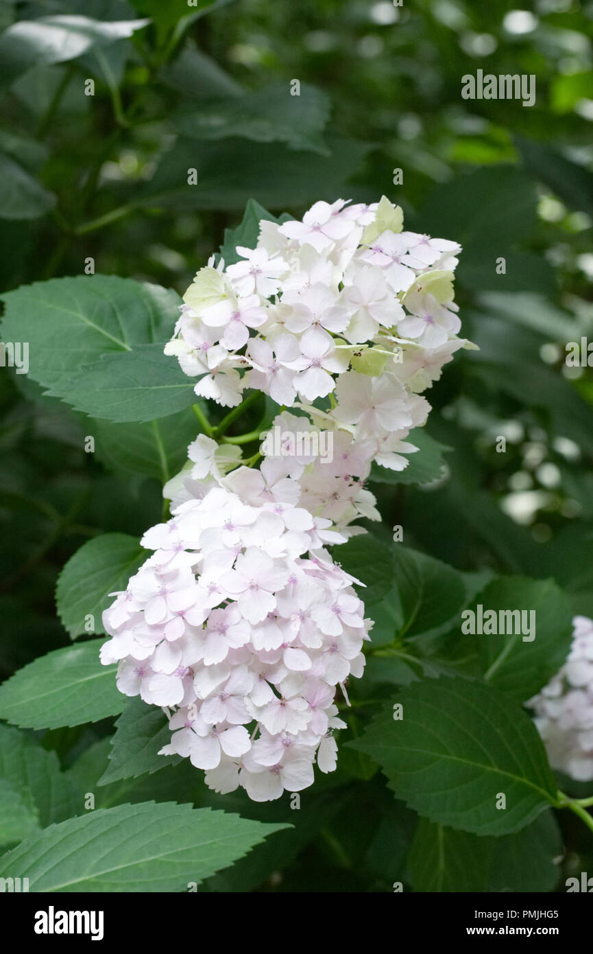 Hydrangea macrophylla 'Arrossendo Sposa Fiori. Foto Stock