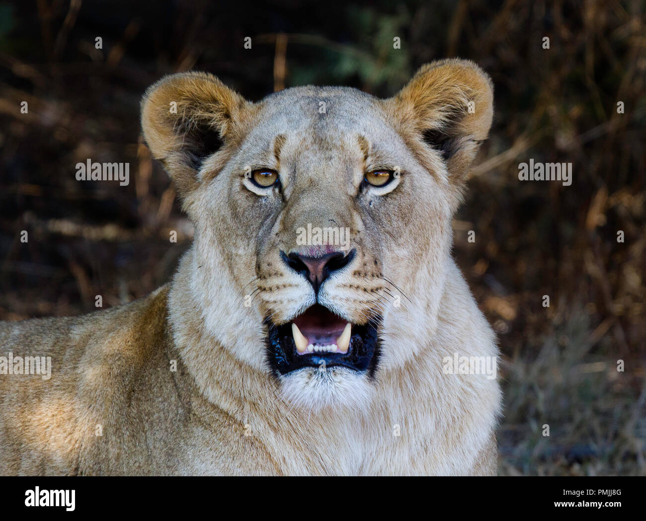 Ritratto di una leonessa che mostra le zanne. Fotografia scattata in Sud Africa Foto Stock