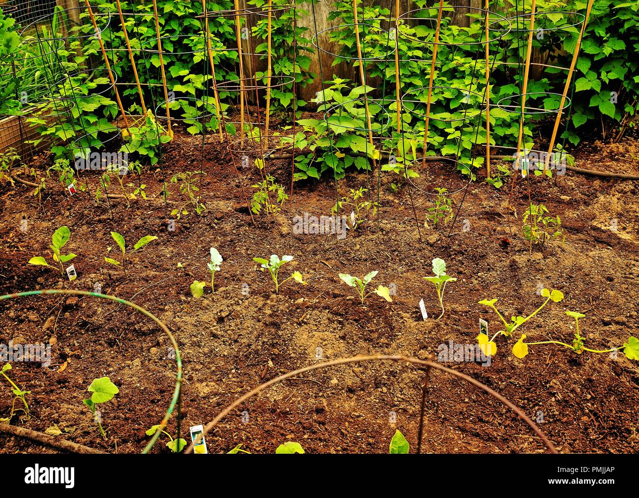 Filo di gabbie di pomodoro e graticci di legno per il supporto di un nuovo impianto di piantine di ortaggi in giardino Foto Stock