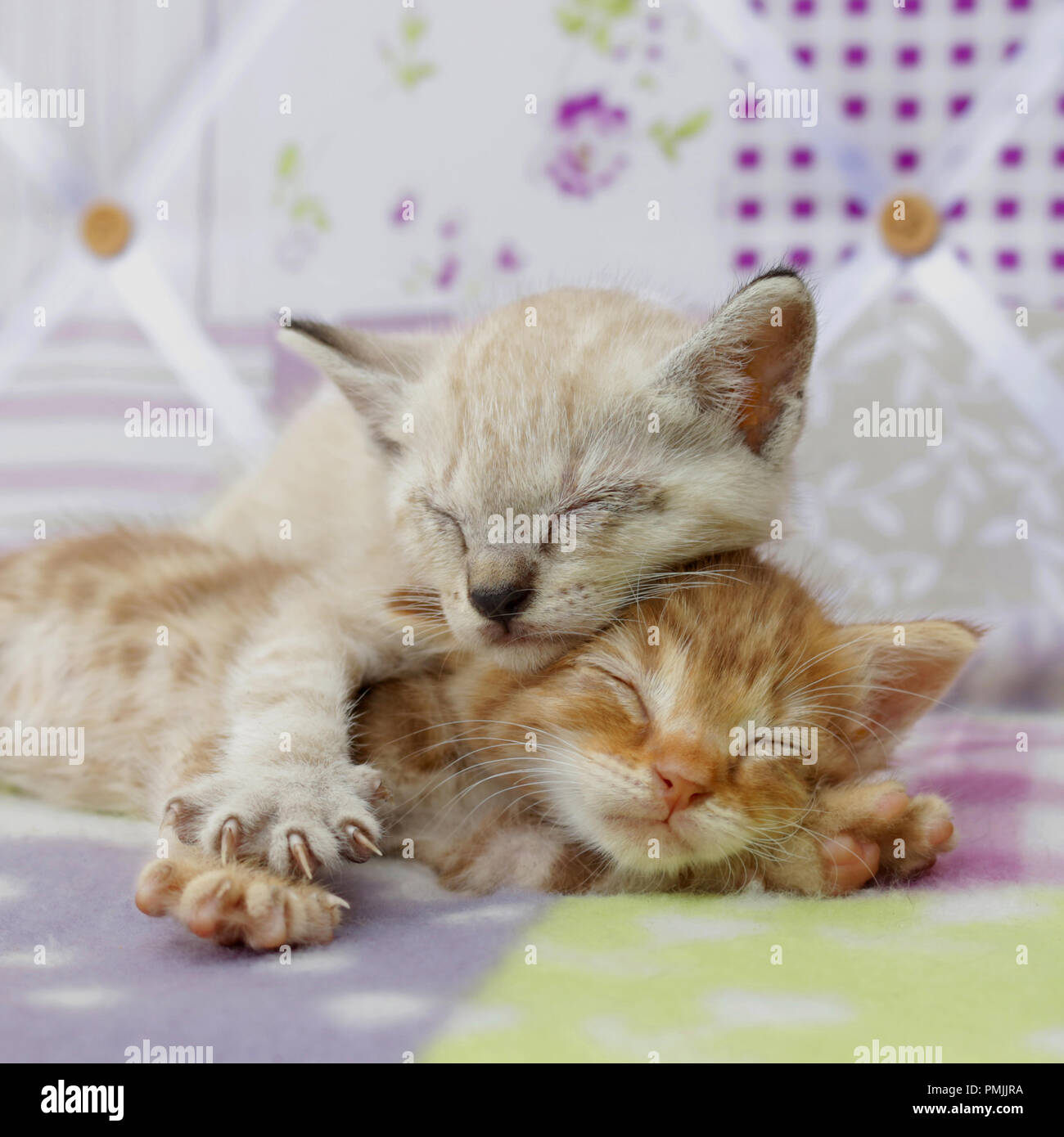 Due gattini dormono, Rosso tabby e tabby point, 5 settimane di età Foto Stock