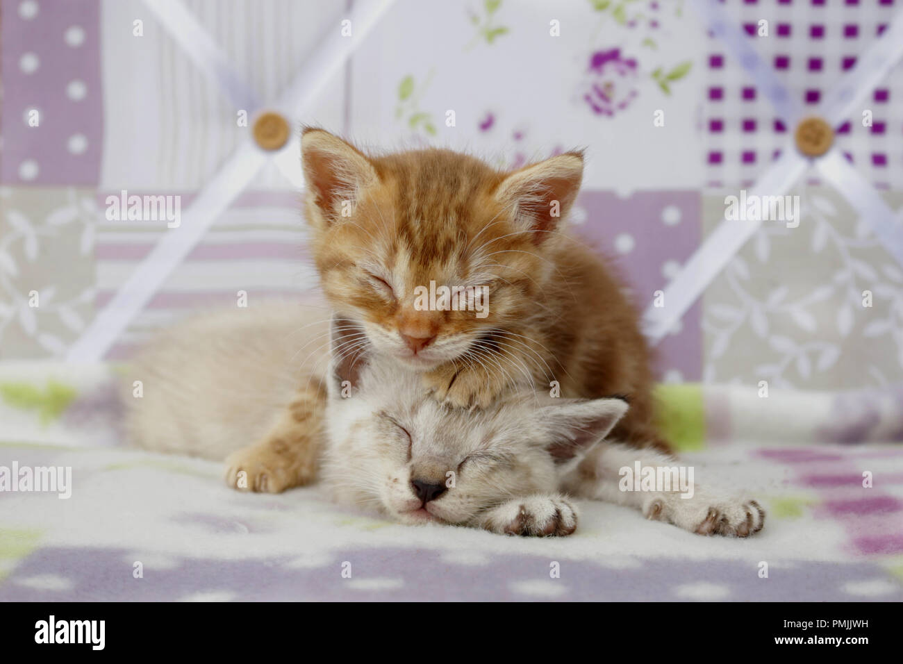 Due gattini dormono, Rosso tabby e tabby point, 5 settimane di età Foto Stock