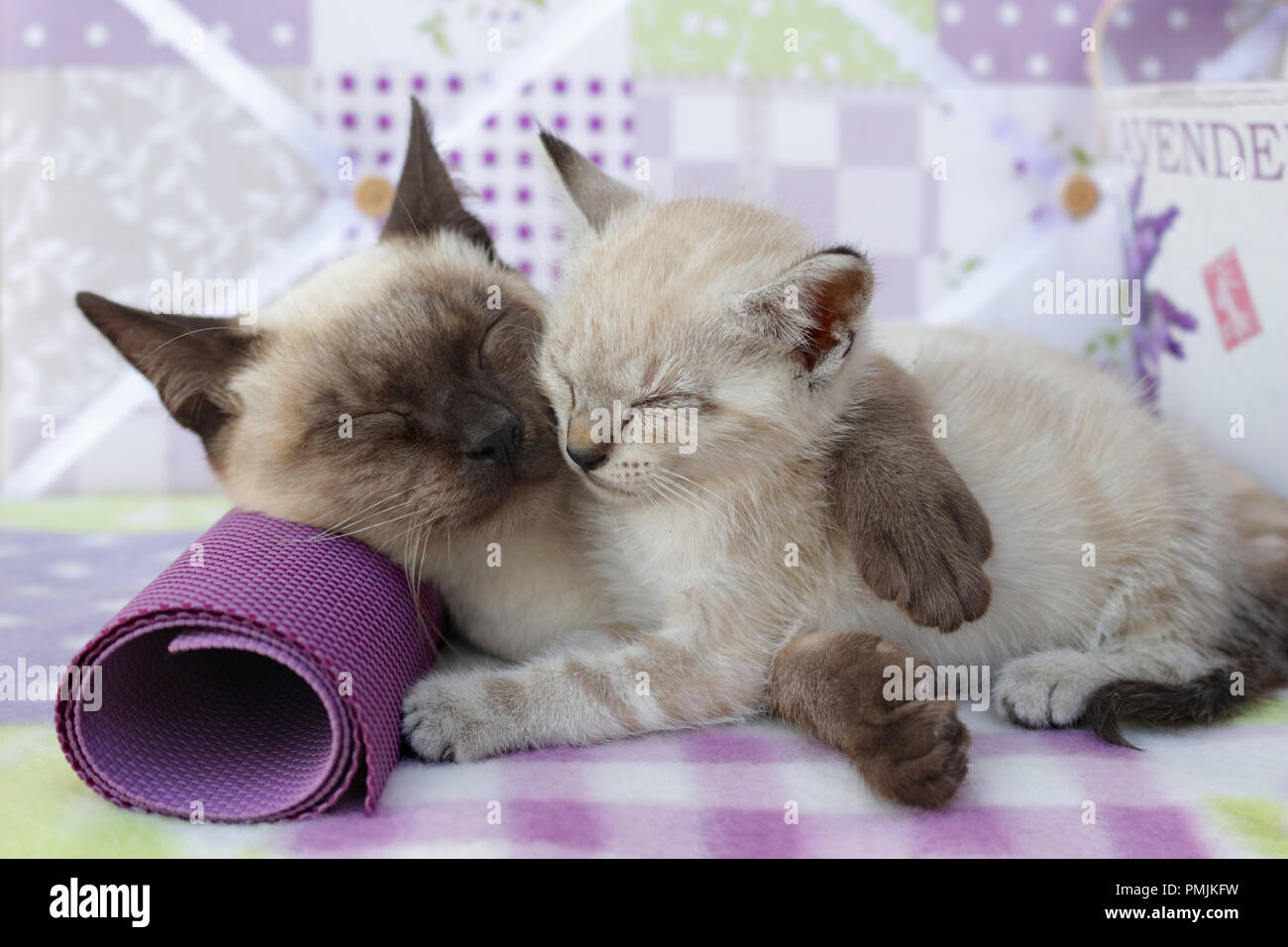 Gatto e gattino dorme, seal point e tabby point Foto Stock