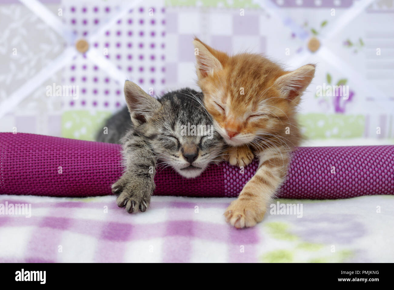 Due gattini dormono, 5 settimane di età, Rosso tabby e black tabby Foto Stock