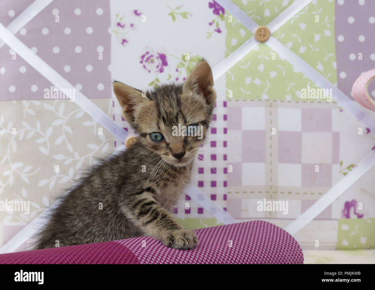 Young street gattino, nero tabby Foto Stock