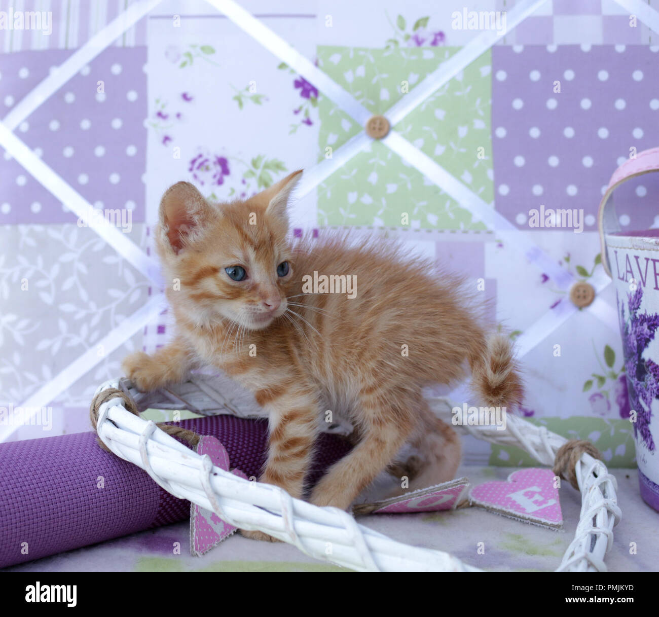 Lo zenzero gattino, 5 settimane di età Foto Stock