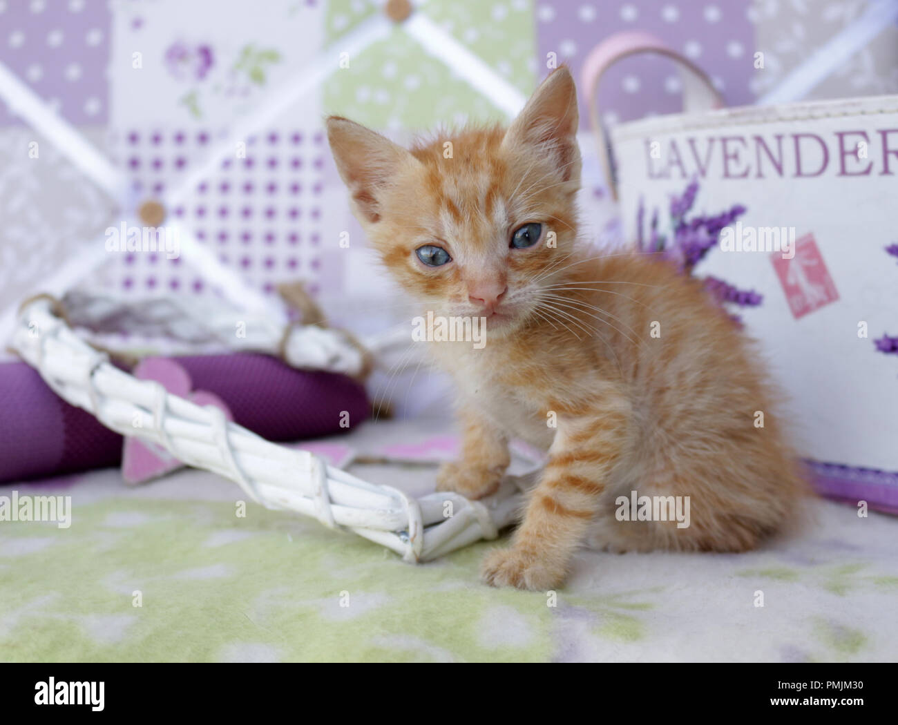 Lo zenzero gattino, 5 settimane di età Foto Stock