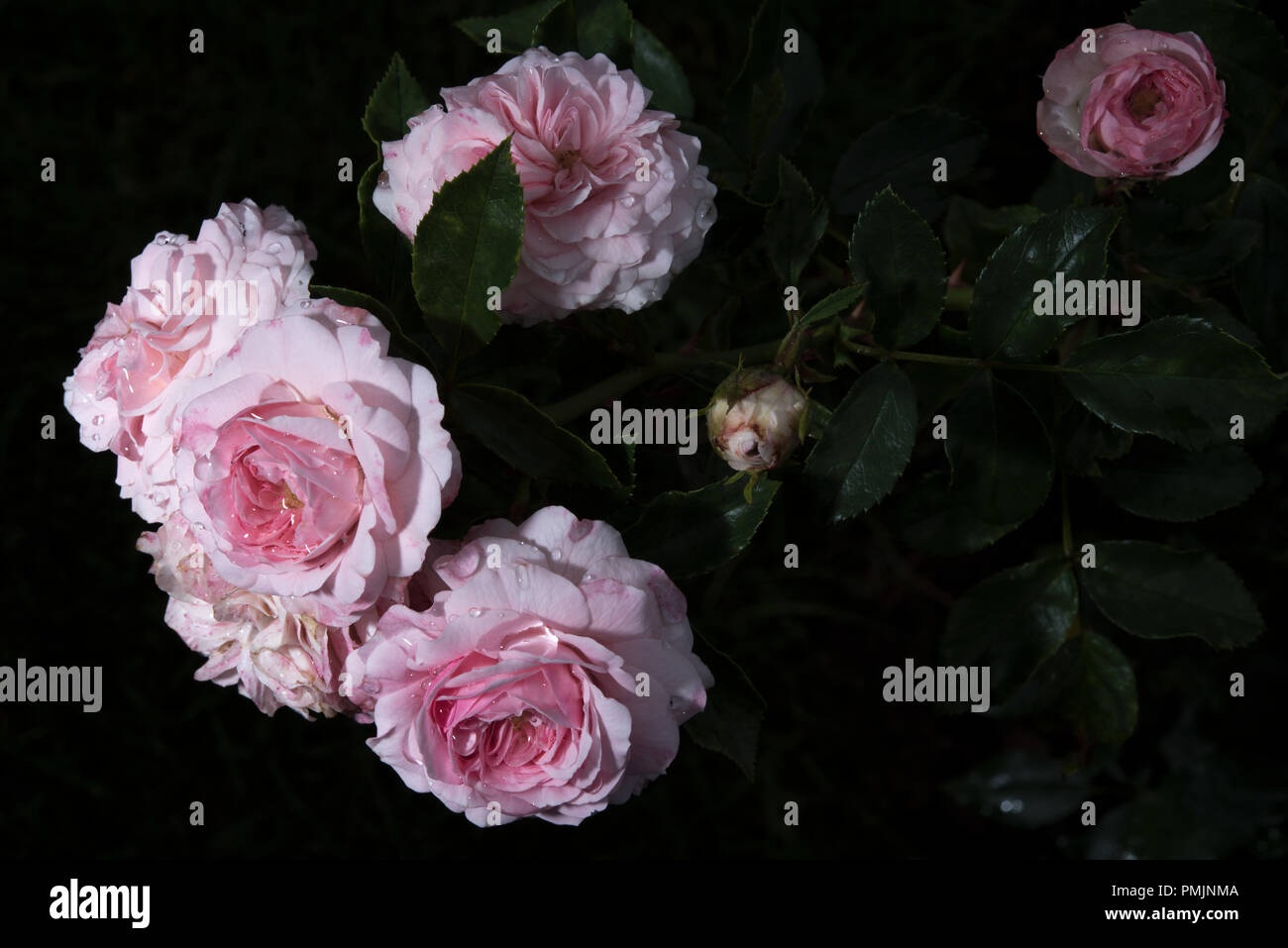 Blooming Rose Kordes Larissa Foto Stock