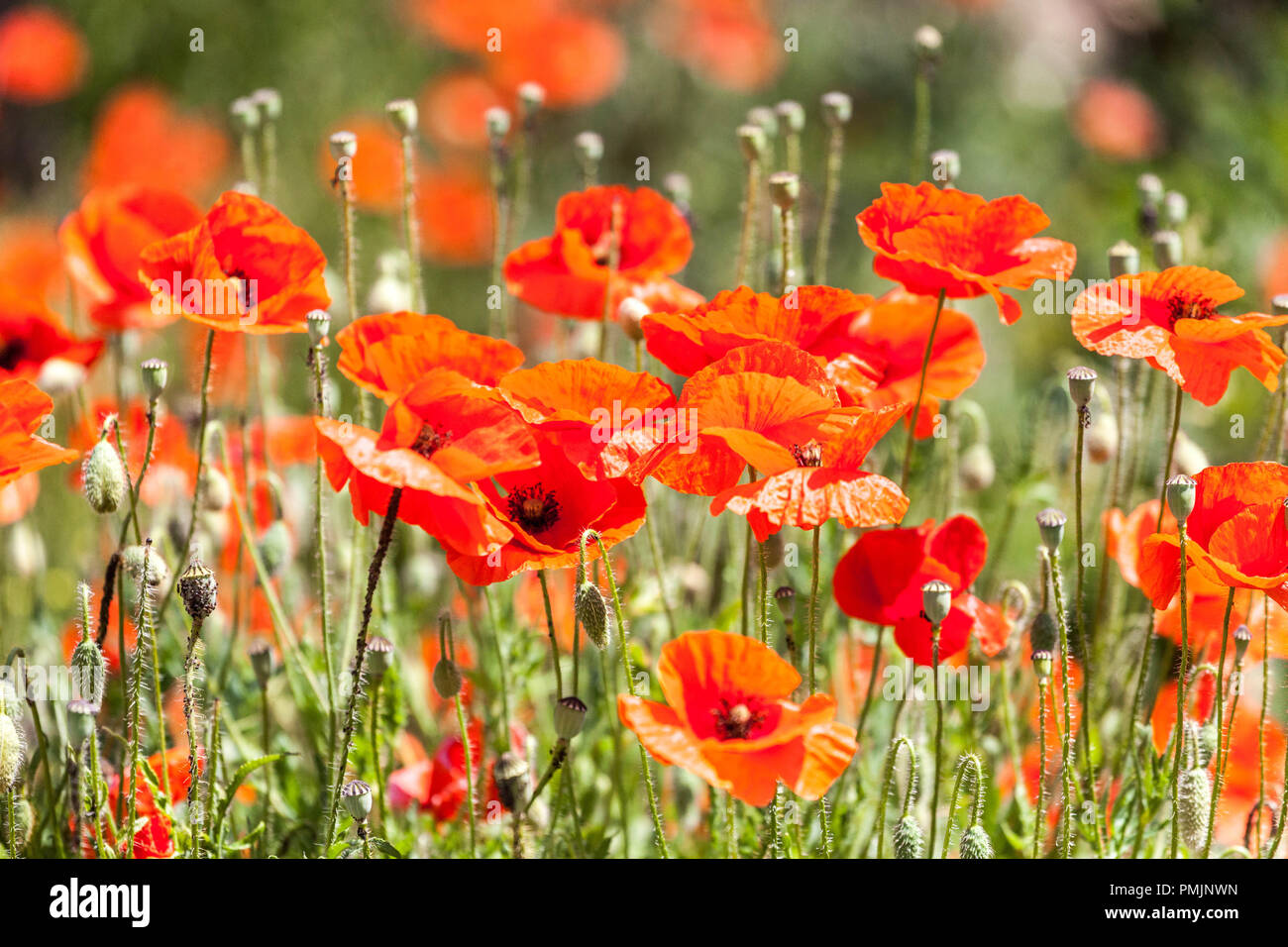 Papavero da campo papavero annuale papaveri rossi papaveri da campo Fiori annuali papaveri da campo Fiori da granturco Fiore giugno molti fiori fiori fiori selvatici Fiori rossi in fiore papavero rosso Foto Stock