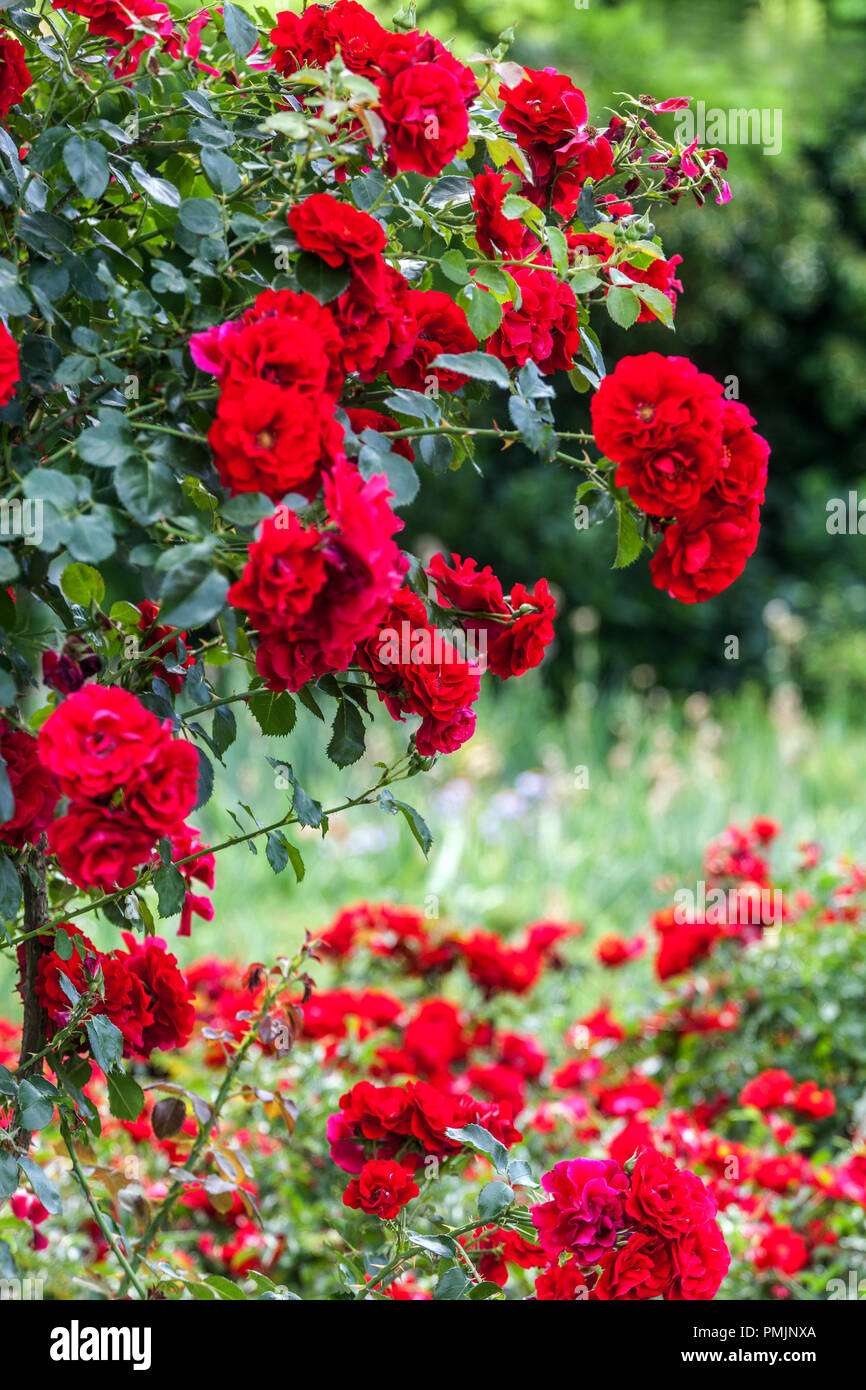 Roseto rosso Amadeus, rose in giardino che crescono Foto Stock