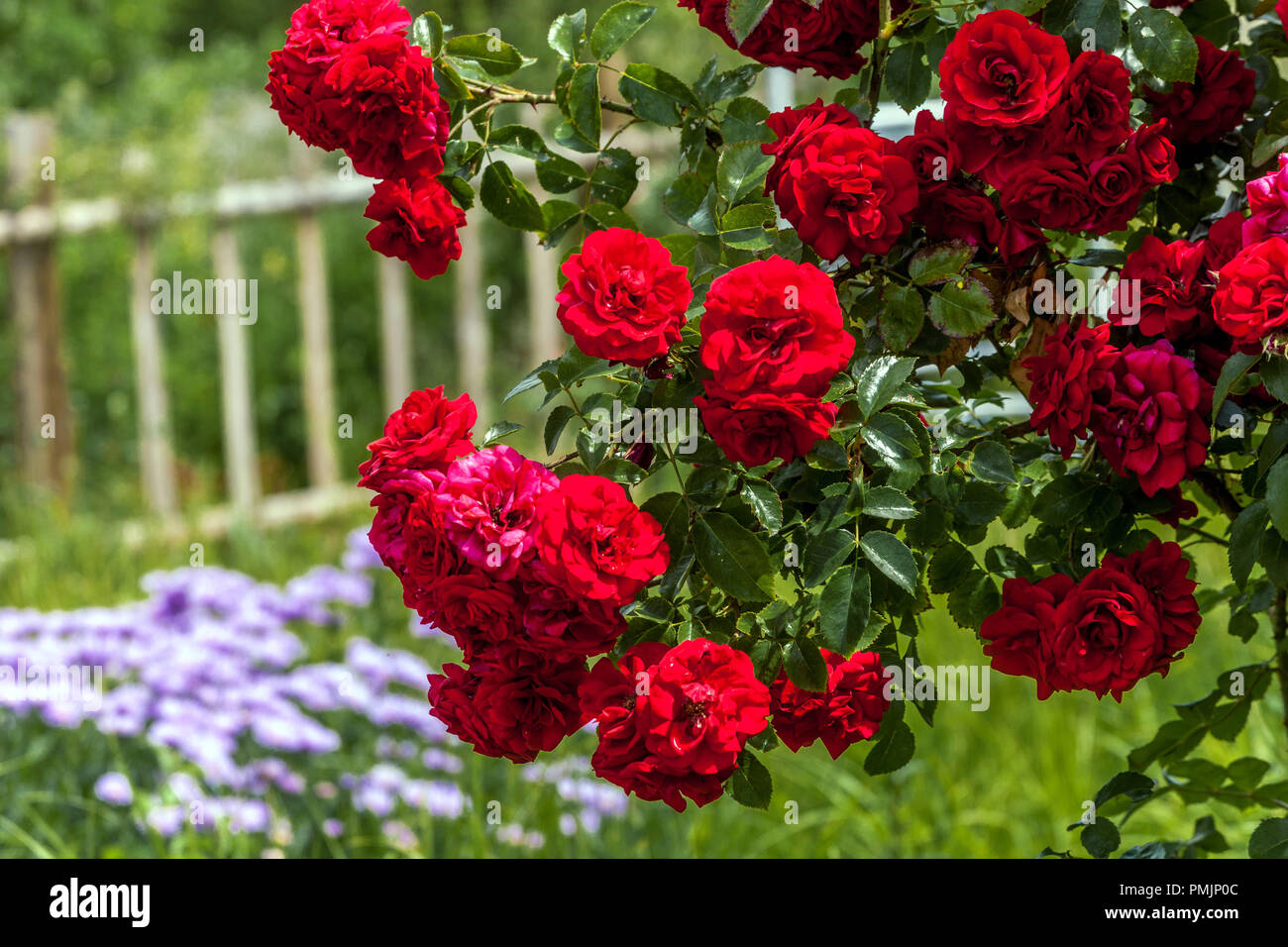 Rose rosse arrampicate "Amadeus" in giardino recinzione rose in piena fioritura profumata da giardino Foto Stock