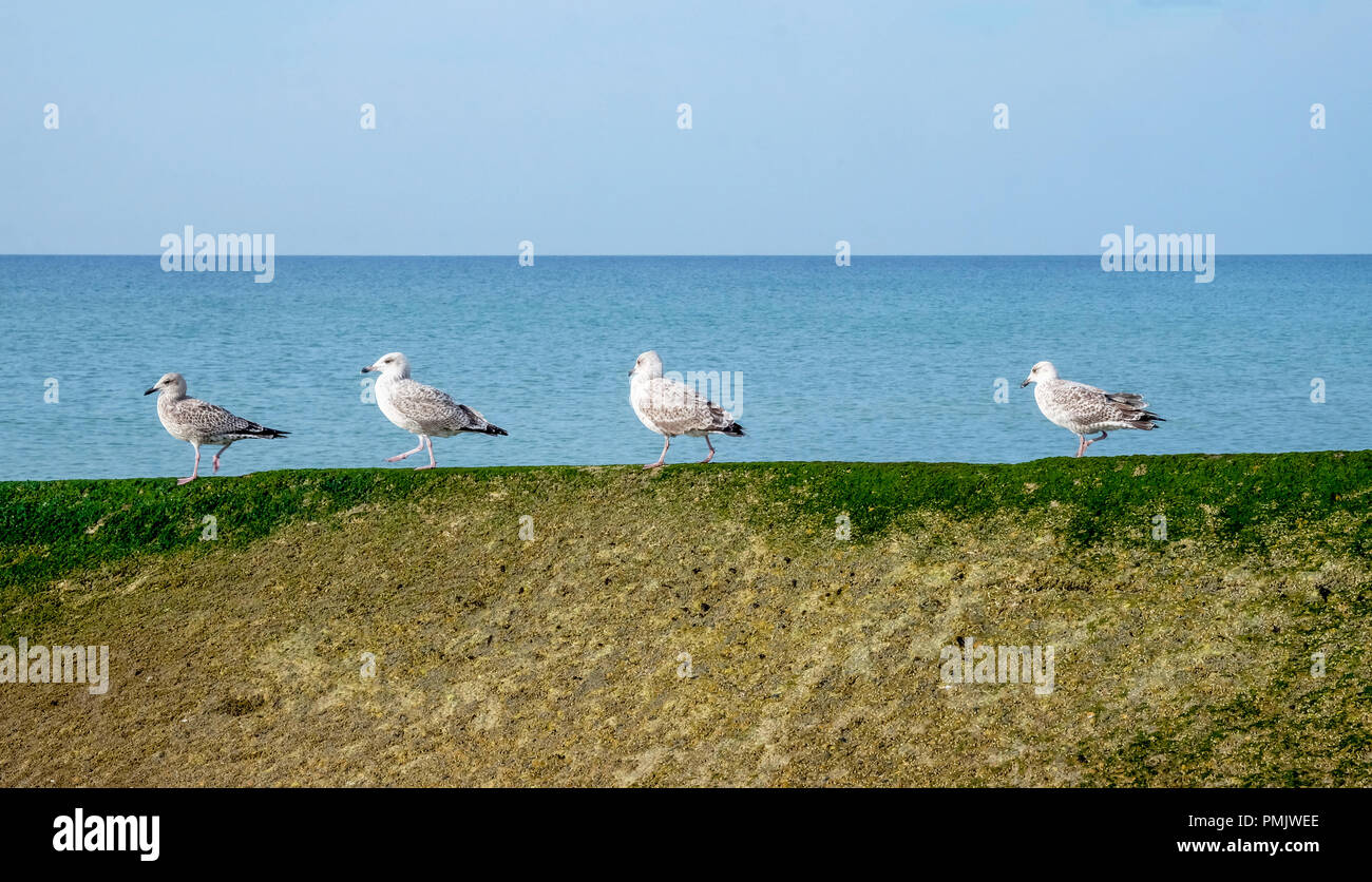 Quattro gabbiani in fila a piedi nella stessa direzione lungo un verde alghe di colore parete con una calma il mare blu e azzurro cielo dietro un sacco di spazio di copia Foto Stock