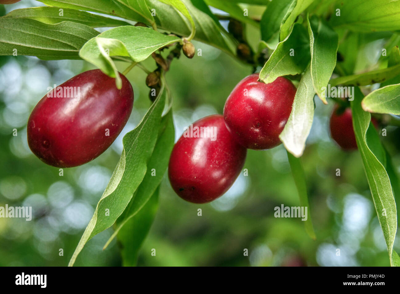 Ciliegia di mais, bacche rosse commestibili, Cornus mas frutta Cornus 'Joliko', Berries commestibili Foto Stock