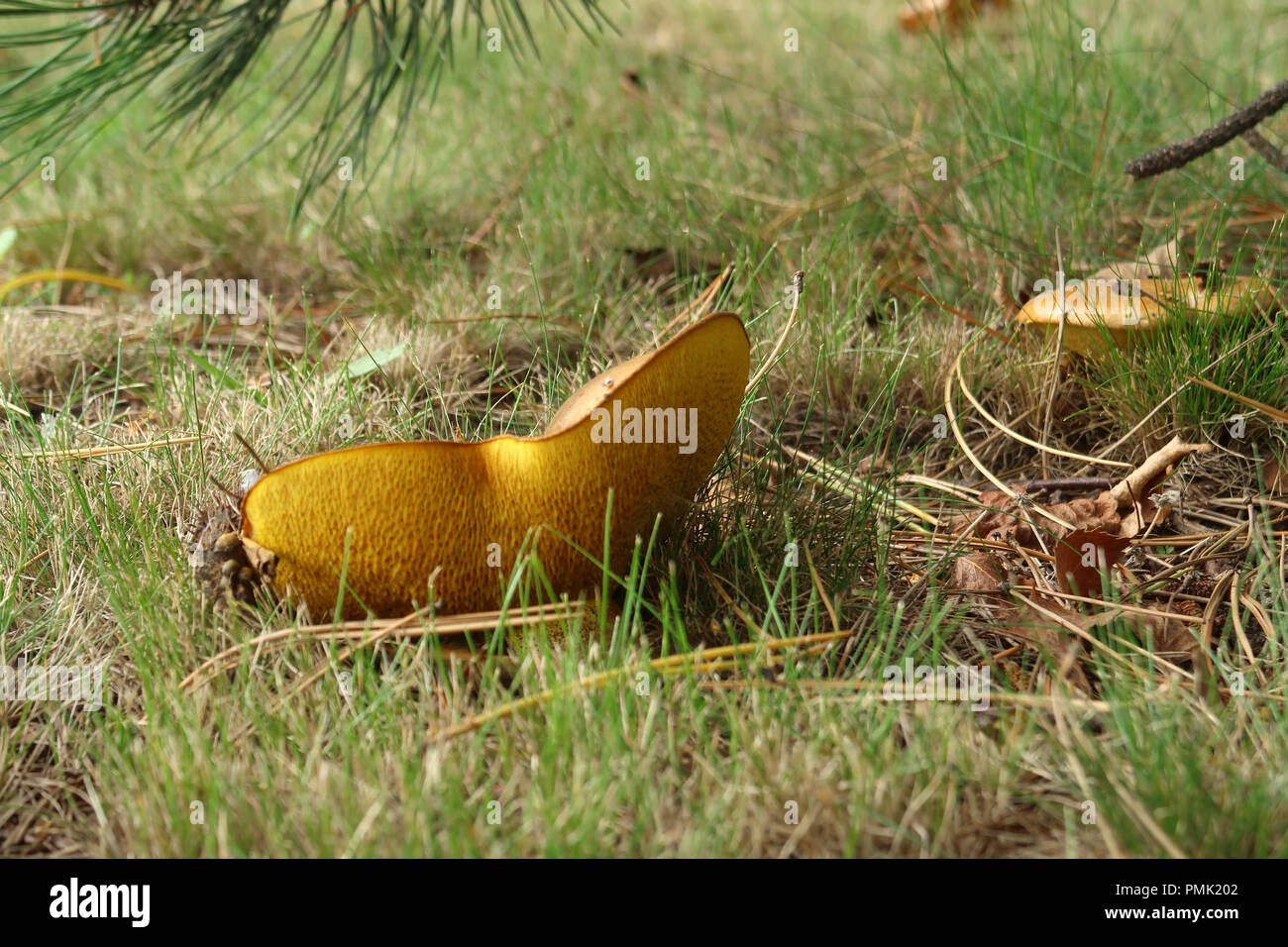 Una vista ravvicinata di Suillus Bovinus con i suoi pori in mostra Foto Stock