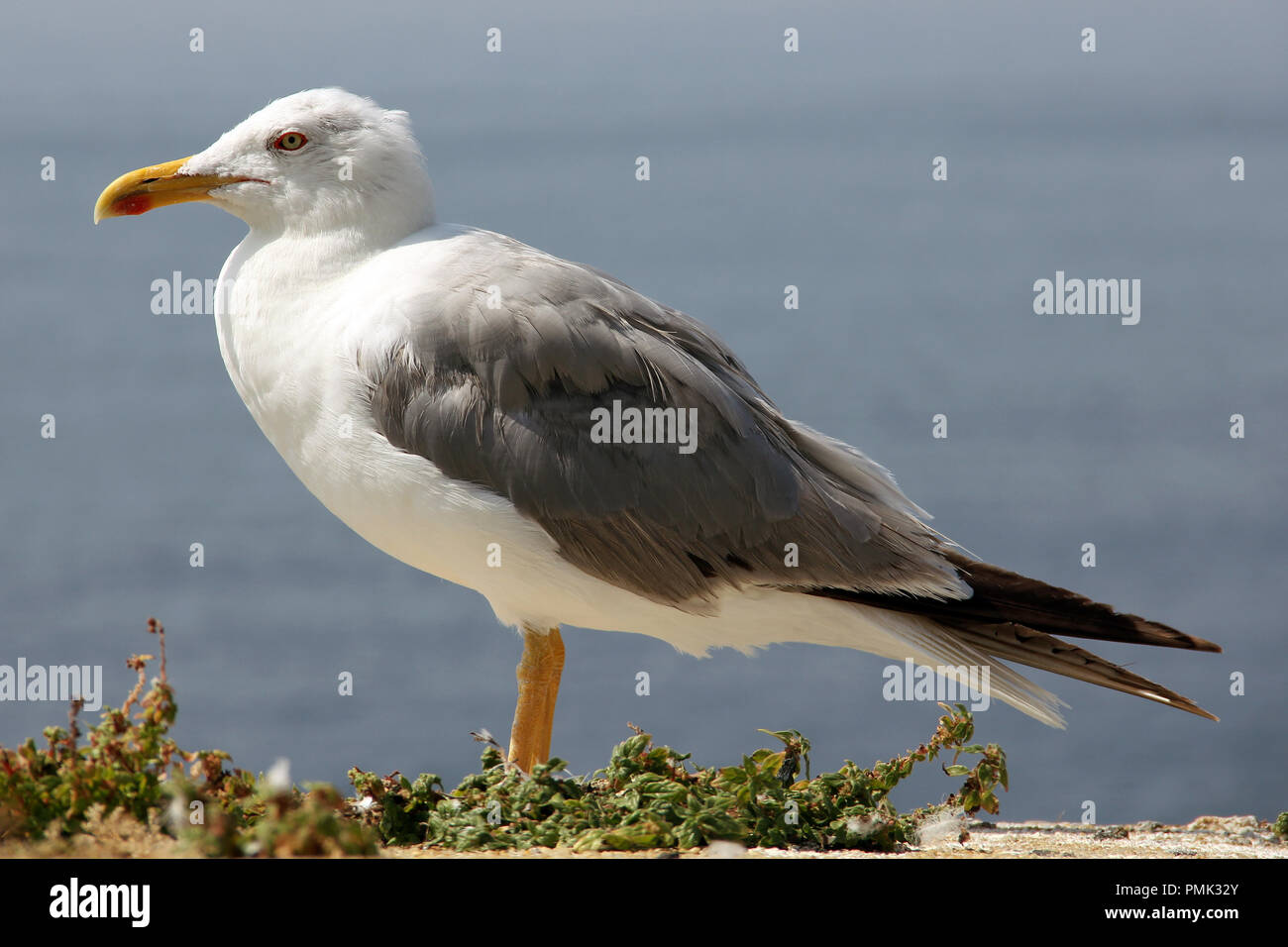 Il bianco e il grigio seagull sotto il sole estivo Foto Stock