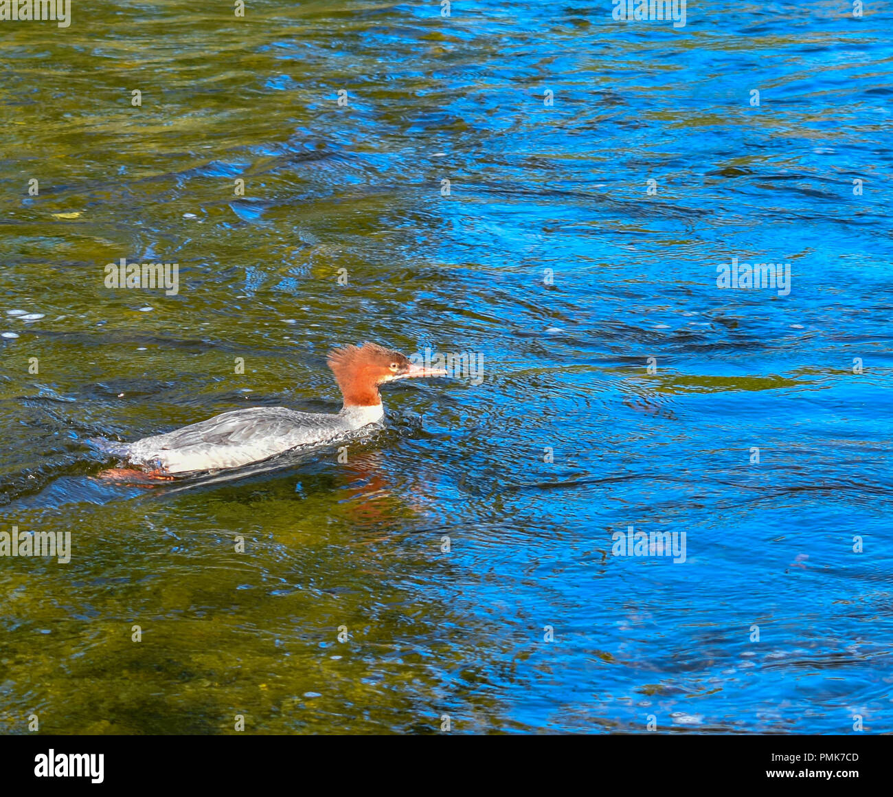 Bertha Creek in Alaska Foto Stock