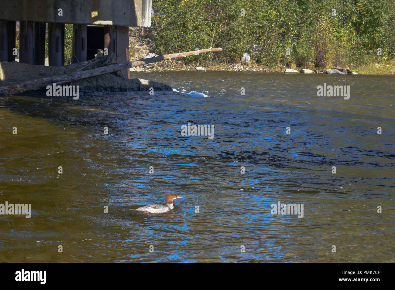 Bertha Creek in Alaska Foto Stock