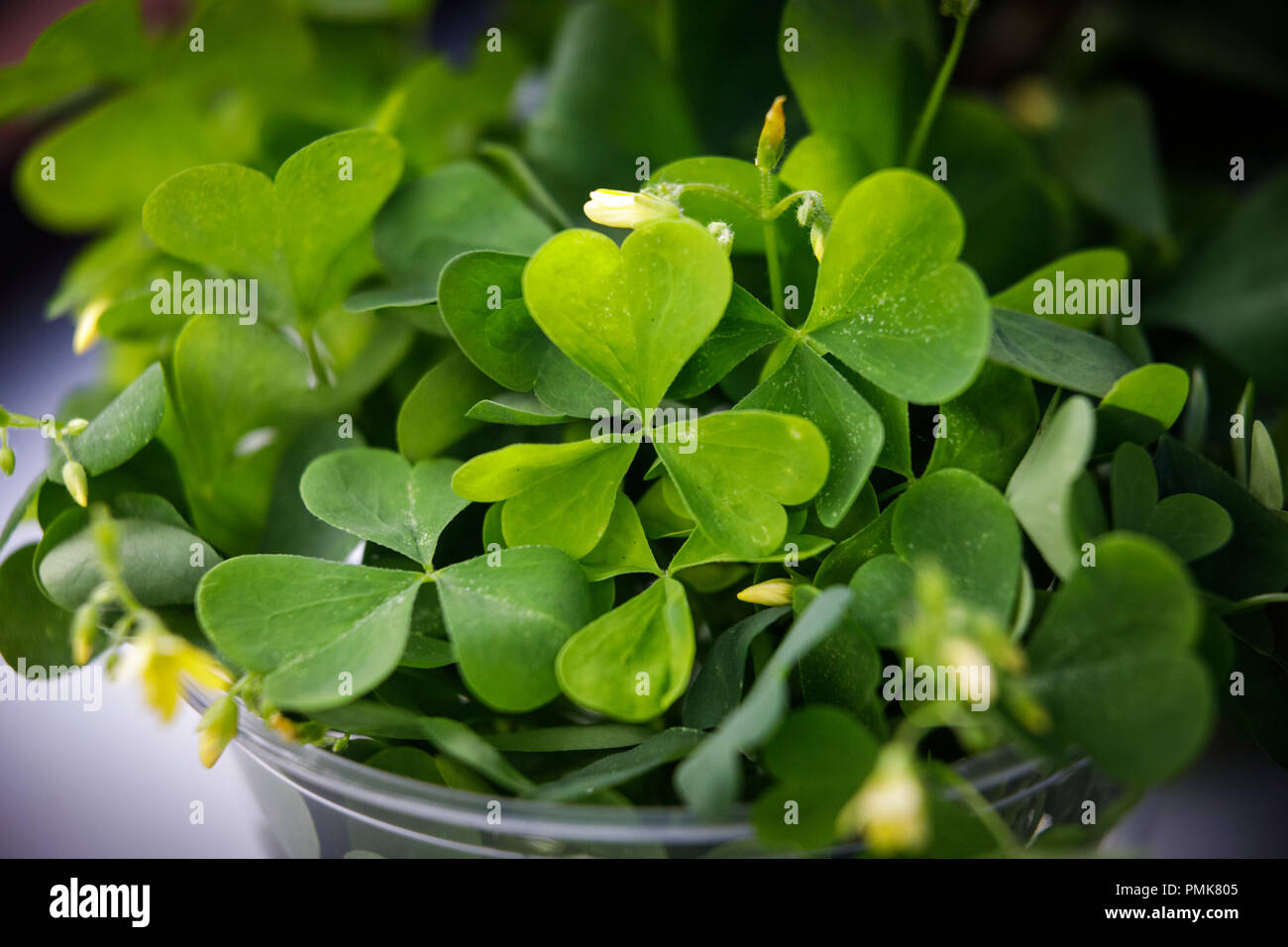Legno commestibili sorrel. Lo stato di New York, Stati Uniti d'America. Foto Stock
