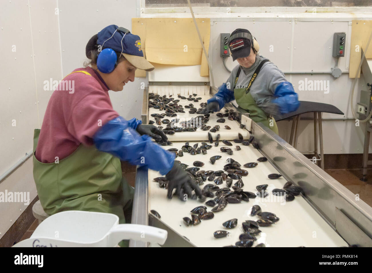 Il prelievo attraverso le cozze presso lo stabilimento di trasformazione, Prince Edward Island, Canada. Foto Stock