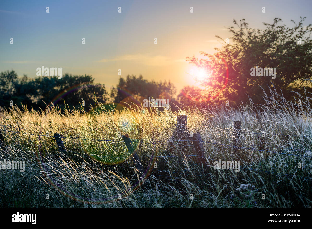 Luglio sun impostazione mediante alberi causando un percorso di lens flare con erba lunga ondeggianti nella brezza leggera Foto Stock