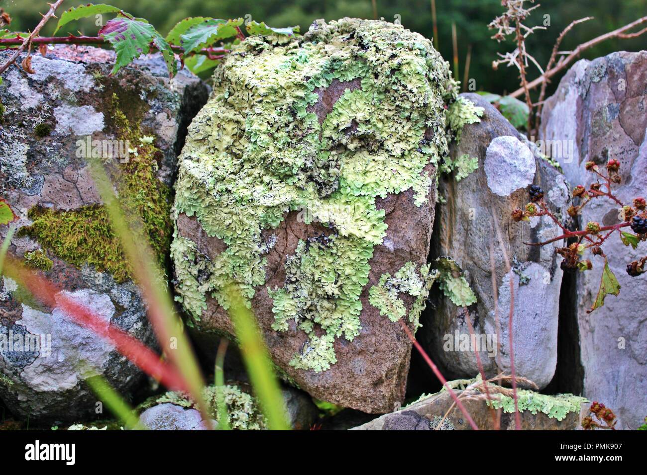 Il Lichen secco sul muro di pietra Foto Stock