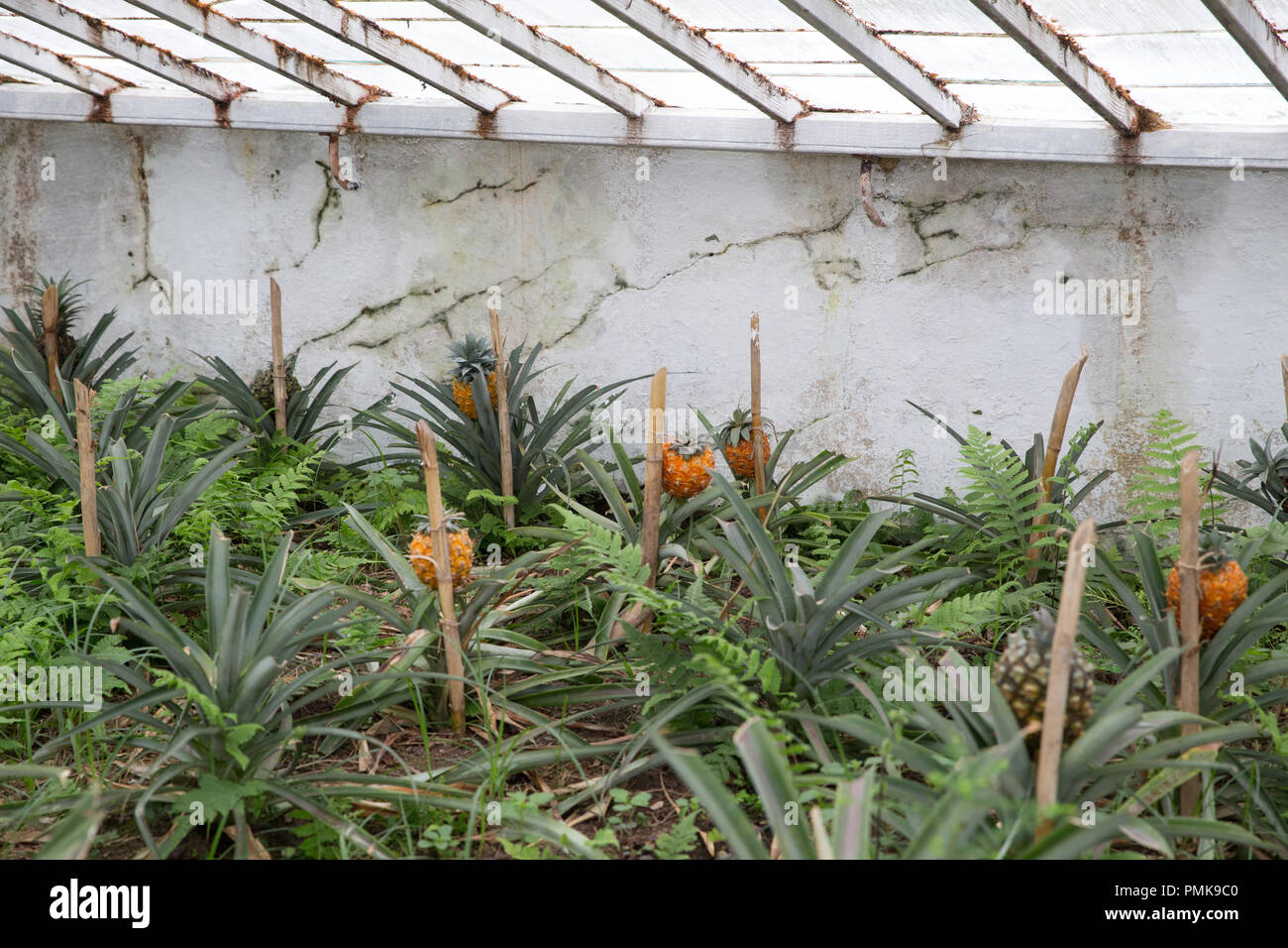 Ananas (Ananas) crescente in righe sul Arruda piantagione di Ananas sull'isola di Sao Miguel nelle Azzorre Foto Stock