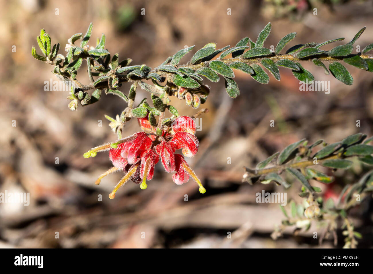 Red forma di gatti artiglio (Grevillea Grevillea Alpina) Foto Stock