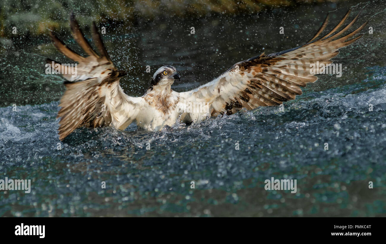 Un osprey sprofondare nell'acqua cercando di catturare una trota. Essa è un mezzo sommerso e le sue ali sono estesi Foto Stock