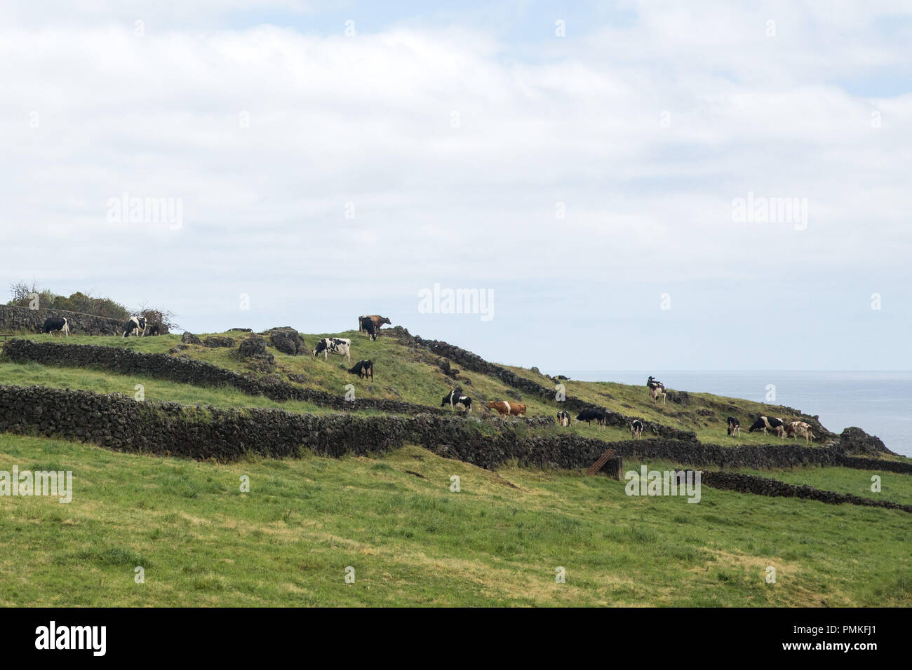 Le mucche al pascolo pacificamente in pascoli (campi) divisi da muri in pietra a secco sull'isola Terceira nelle Azzorre Foto Stock