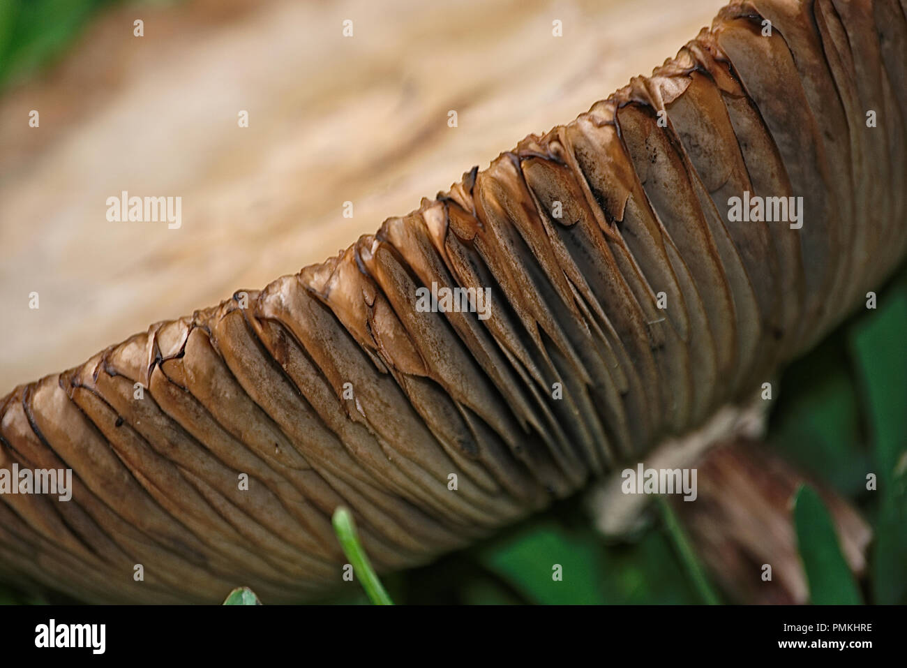 I funghi selvatici che crescono in cantiere dopo forti piogge Foto Stock