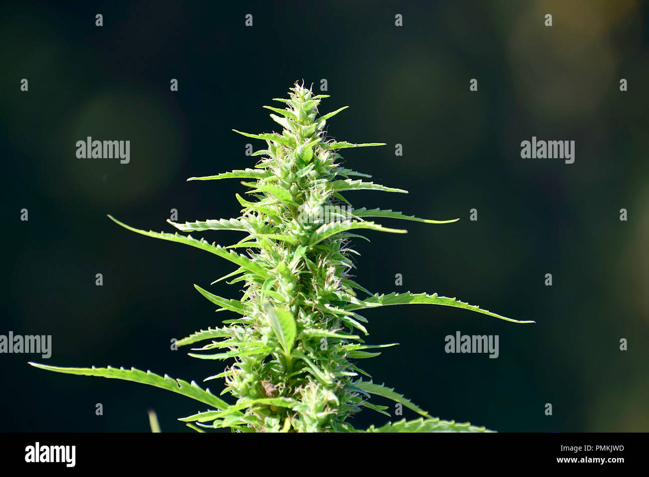 Matura pianta di marijuana Foto Stock