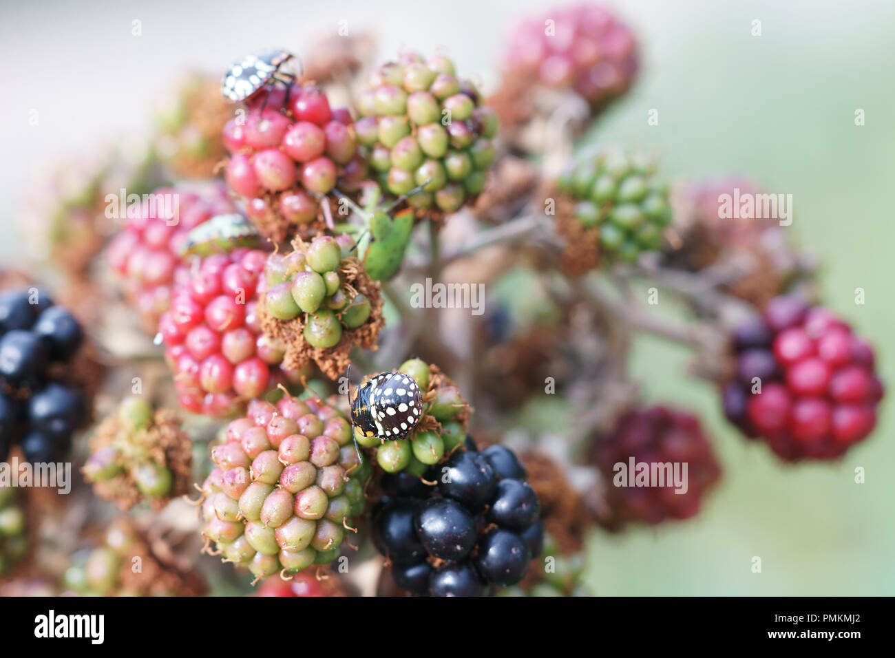 Blackberry frutta - Rubus ulmifolius varietà senza spine di pentecoste scudo verde bug - Nezara viridula Foto Stock