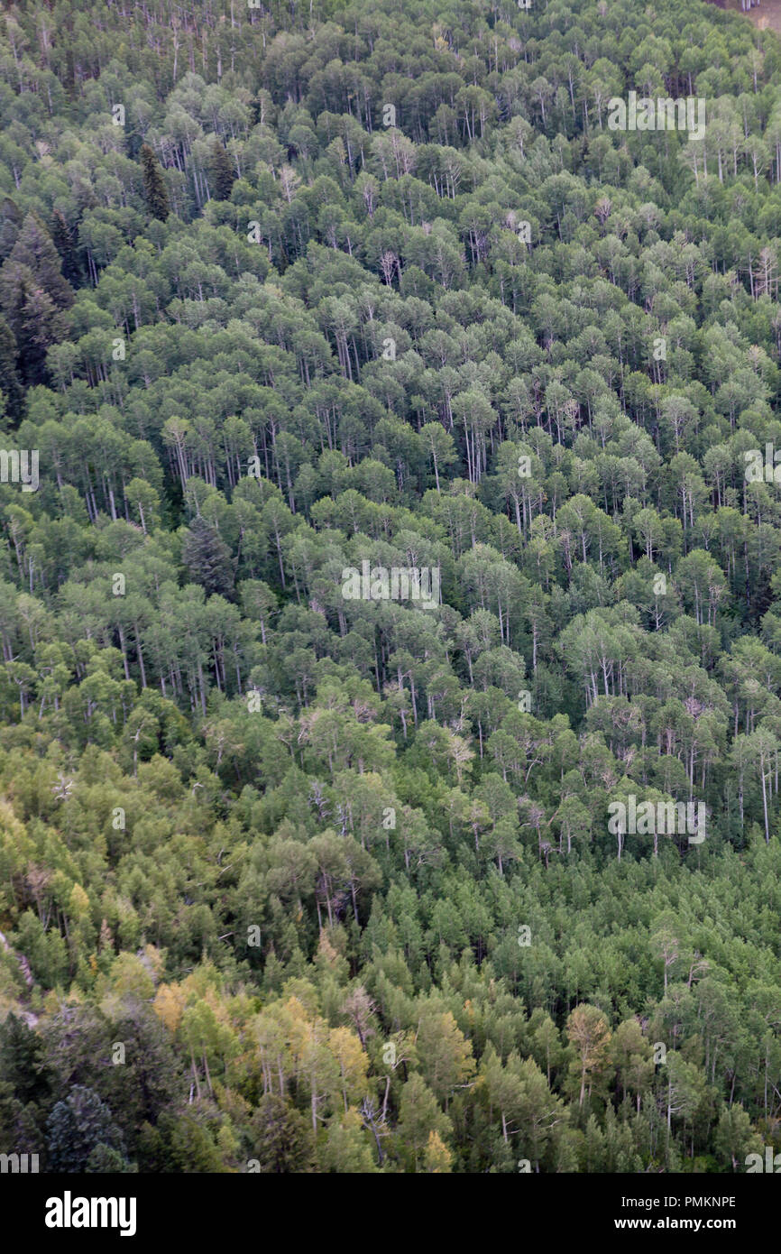 Aspen alberi, la corteccia e il baldacchino nelle Montagne Rocciose vicino a Durango, Colorado, Stati Uniti Foto Stock