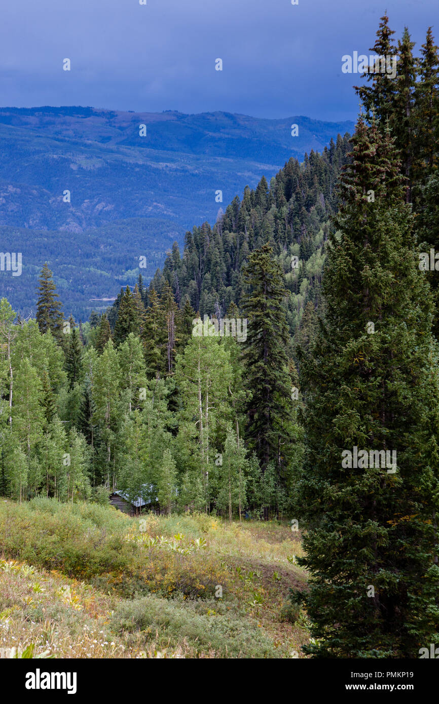 Aspen alberi, la corteccia e il baldacchino nelle Montagne Rocciose vicino a Durango, Colorado, Stati Uniti Foto Stock