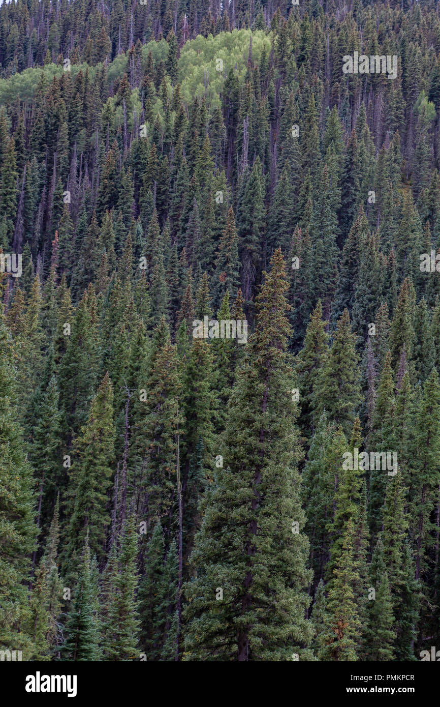 Un sempreverde foresta nella Foresta Nazionale di San Juan vicino a Durango, CO. Ambiente tranquillo Foto Stock